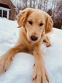 Indy is registered to the contest to win money with this photo: ancient_dog_breeds, canidae, carnivore, companion_dog, dog, dog_breed, fawn, golden_retriever, hovawart, labrador_retriever, mammal, nova_scotia_duck_tolling_retriever, puppy, retriever, small_greek_domestic_dog, sporting_group, vertebrate