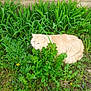 Cooky participe au concours pour gagner de l'argent avec cette photo : cat, cream_colored, fluffy, grass, green_plants, outdoor, nature, stone_wall, quiet, resting, feline, animal, pet, lush, foliage, wildflowers, leafy, garden, camouflage, daylight