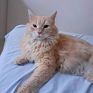 Cooky a rejoint le concours — aidez-le/la à gagner de superbes lots ! cat, fluffy, orange_cat, pet, animal, indoor, bed, sheet, relaxed, fur, whiskers, paw, lying_down, domestic_cat, feline, cute, resting, calm, home, portrait