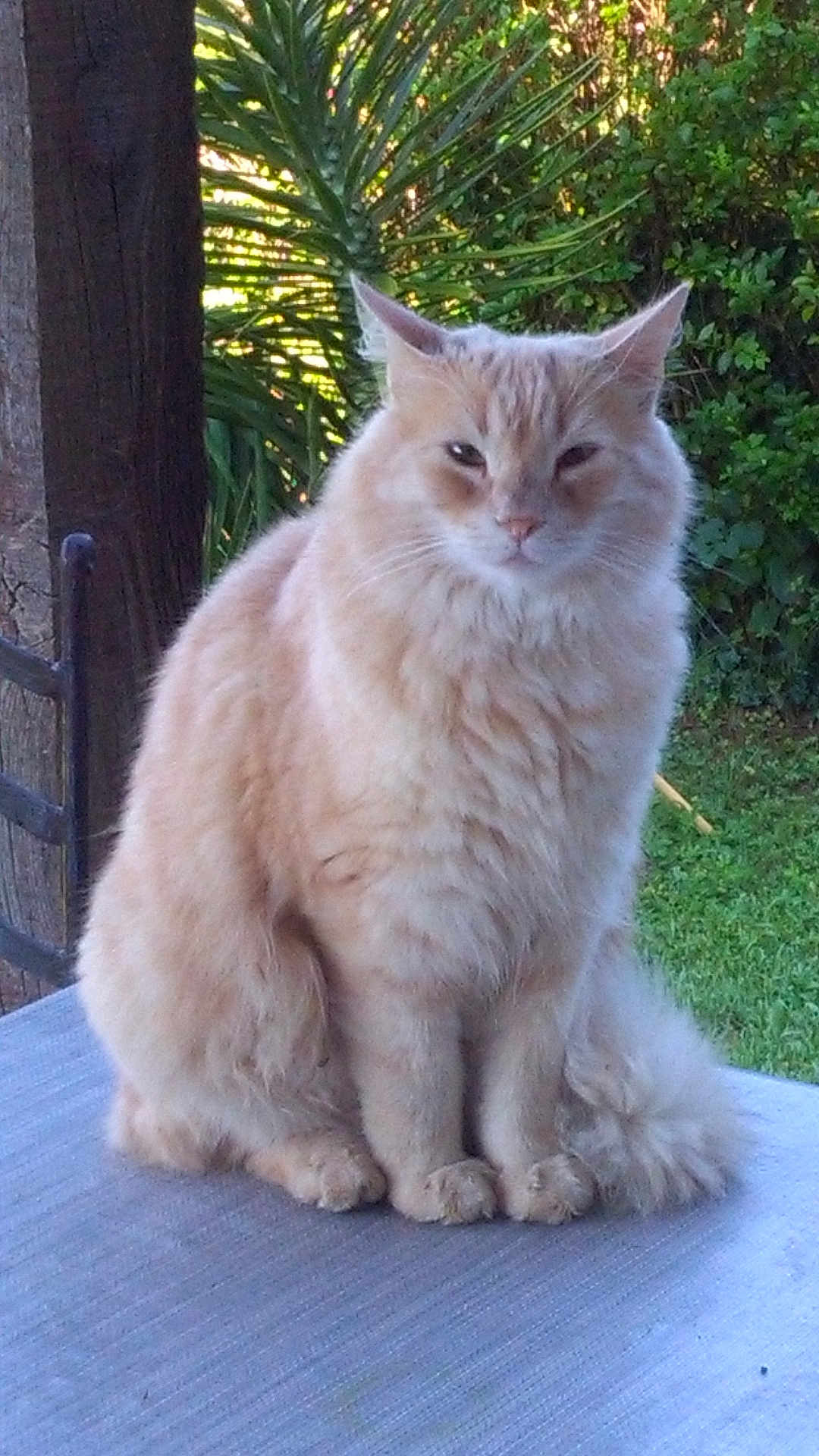 Cooky participe au concours pour gagner de l'argent avec cette photo : cat, fluffy, cream_colored, sitting, outdoor, greenery, wooden_post, fur, pet, animal, nature, garden, plant, tail, ears, whiskers, relaxed, feline, closeup, calm