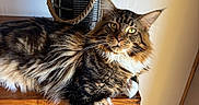 Atlas participe au concours pour gagner de l'argent avec cette photo : cat, tabby_cat, fluffy_fur, yellow_eyes, wooden_surface, plant, glass_jar, indoor, relaxed, pet, feline, paw, greenery, natural_light, home, decor, animal, resting, mammal, cute