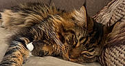 Atlas participe au concours pour gagner de l'argent avec cette photo : animal, cat, close_up, couch, cozy, feline, fluffy, fur, home, indoor, living_room, mammal, paw, pet, pillow, relaxing, resting, sleepy, tabby, whiskers