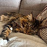 animal, cat, close_up, couch, cozy, feline, fluffy, fur, home, indoor, living_room, mammal, paw, pet, pillow, relaxing, resting, sleepy, tabby, whiskers