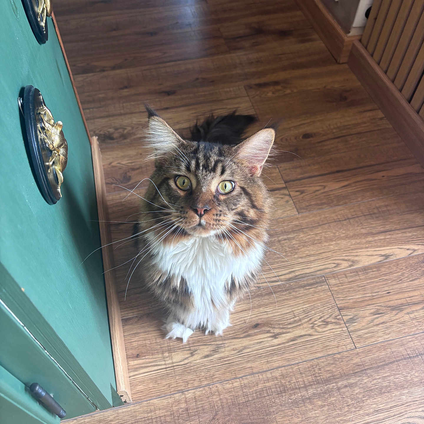 Atlas a rejoint le concours — aidez-le/la à gagner de superbes lots ! animal, cat, cozy, cute, decorative_hooks, domestic_animal, eyes, flooring, fur, furniture, green_wall, household, indoor, long_hair, looking_up, mammal, pet, tabby, whiskers, wooden_floor