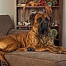 dog, brindle, couch, furniture, shelf, decor, flower_arrangement, indoor, pet, canine, relaxed, brown, large_dog, living_room, resting, animal, home, domestic_animal, portrait, laying_down
