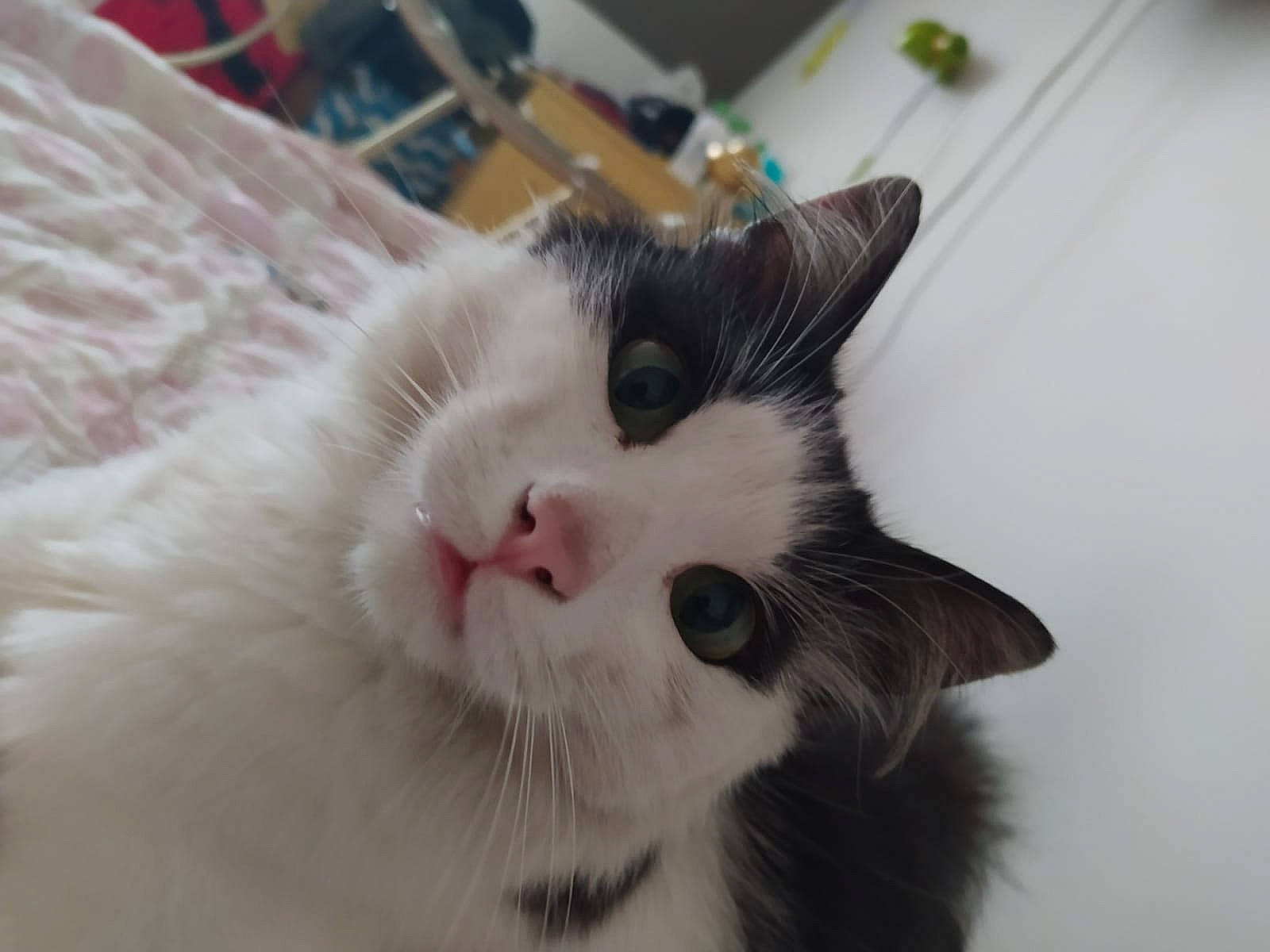 Tom a rejoint le concours — aidez-le/la à gagner de superbes lots ! aegean_cat, carnivore, cat, ear, eye, felidae, fur, kitten, mammal, norwegian_forest_cat, nose, ragamuffin, ragdoll, small_to_medium_sized_cats, snout, turkish_angora, turkish_van, whiskers