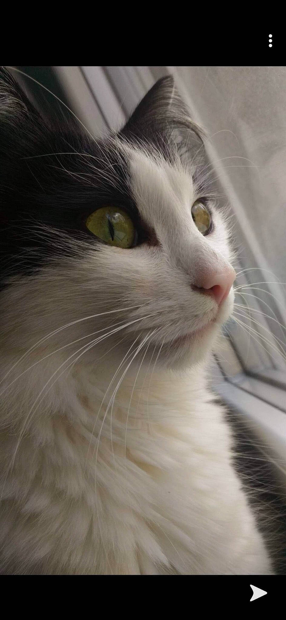 Tom participe au concours pour gagner de l'argent avec cette photo : aegean_cat, american_curl, carnivore, cat, domestic_long_haired_cat, eye, felidae, fur, mammal, norwegian_forest_cat, nose, siberian, small_to_medium_sized_cats, snout, turkish_angora, turkish_van, whiskers