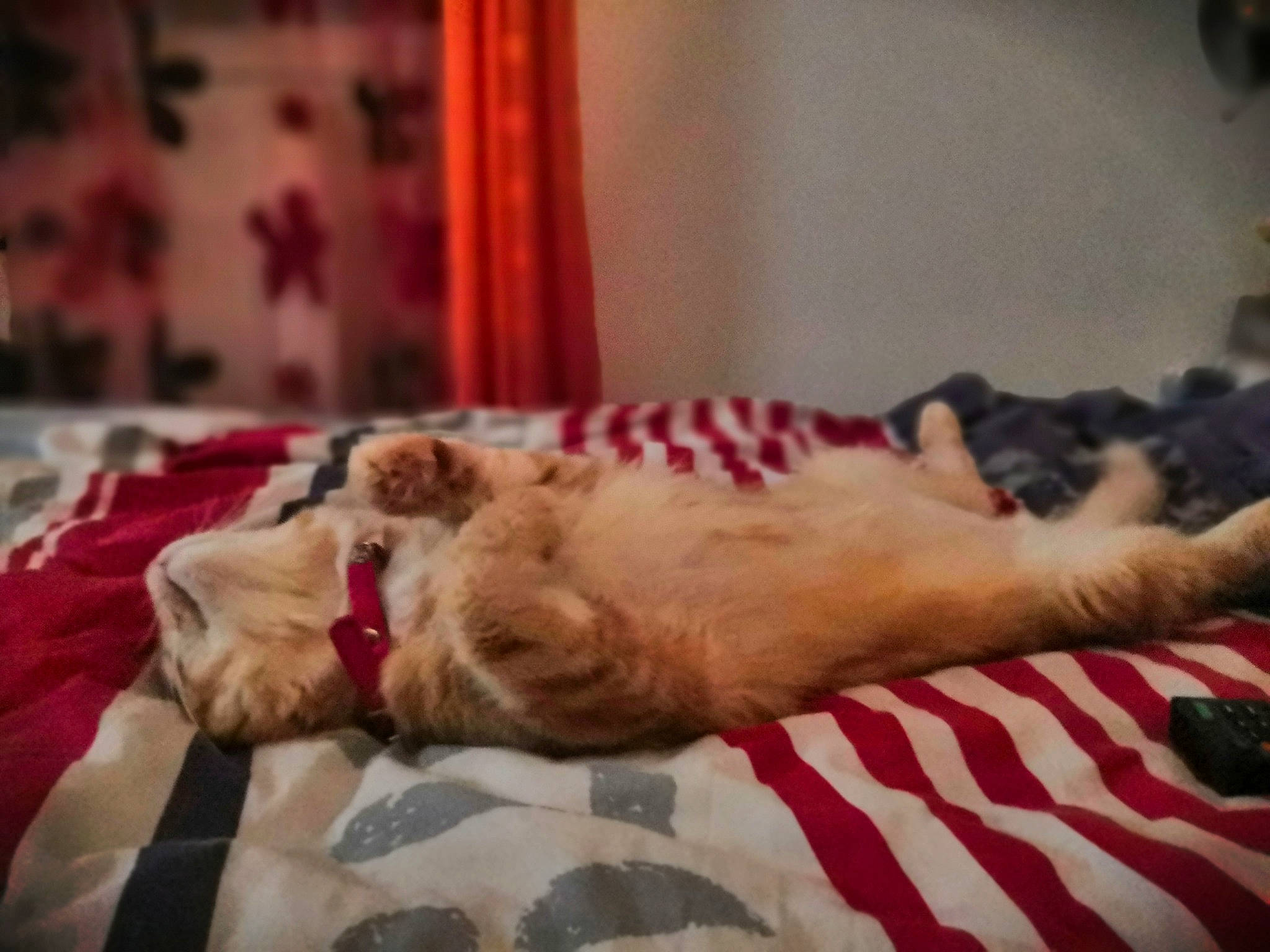 Paul a rejoint le concours — aidez-le/la à gagner de superbes lots ! canidae, carnivore, cat, companion_dog, dog, dog_breed, fawn, golden_retriever, nap, paw, puppy, puppy_love, retriever, sporting_group