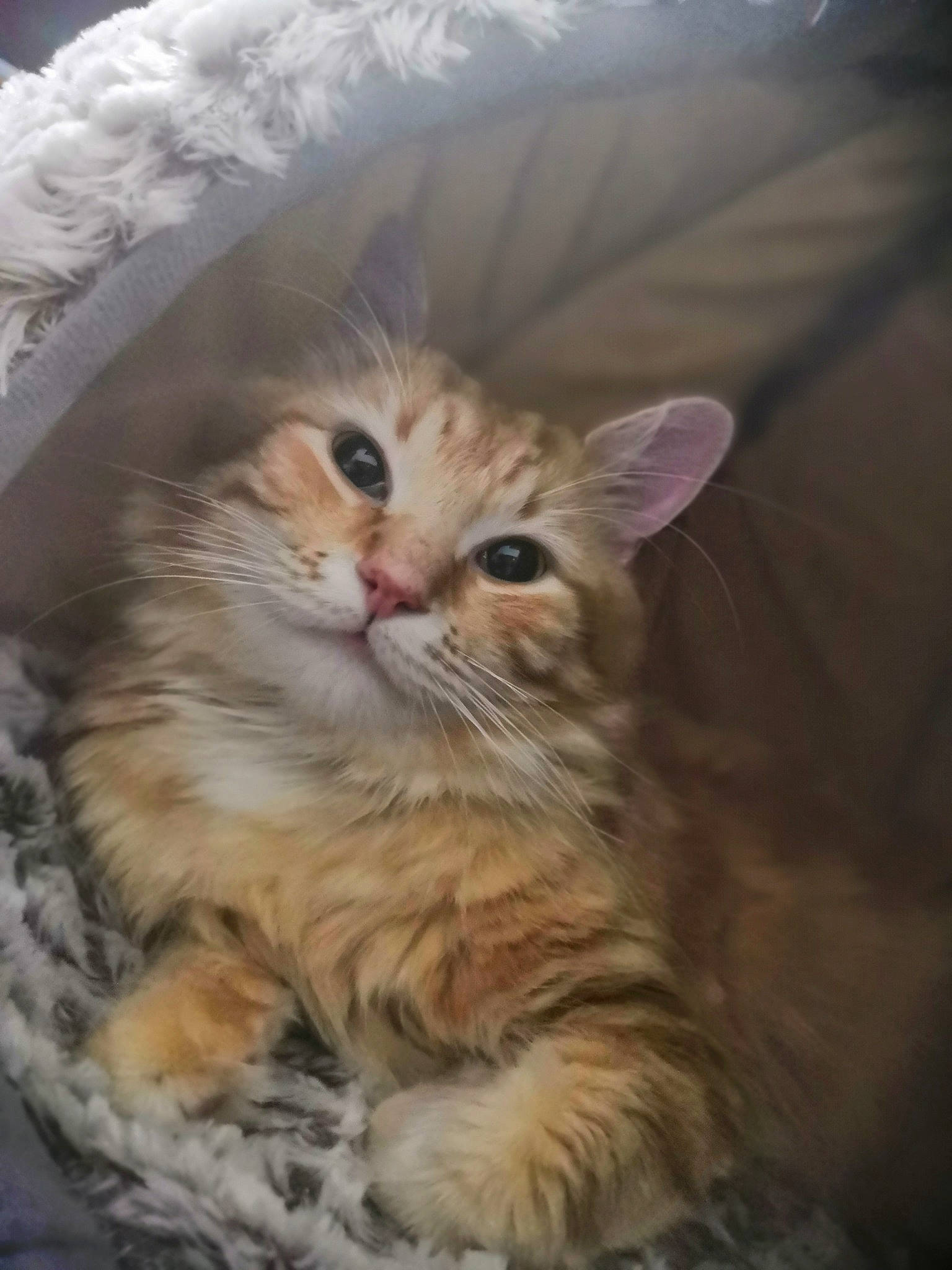 Paul a rejoint le concours — aidez-le/la à gagner de superbes lots ! american_curl, asian_semi_longhair, british_semi_longhair, carnivore, cat, cymric, domestic_long_haired_cat, european_shorthair, eye, felidae, kitten, maine_coon, mammal, norwegian_forest_cat, ragamuffin, siberian, small_to_medium_sized_cats, tabby_cat, vertebrate, whiskers