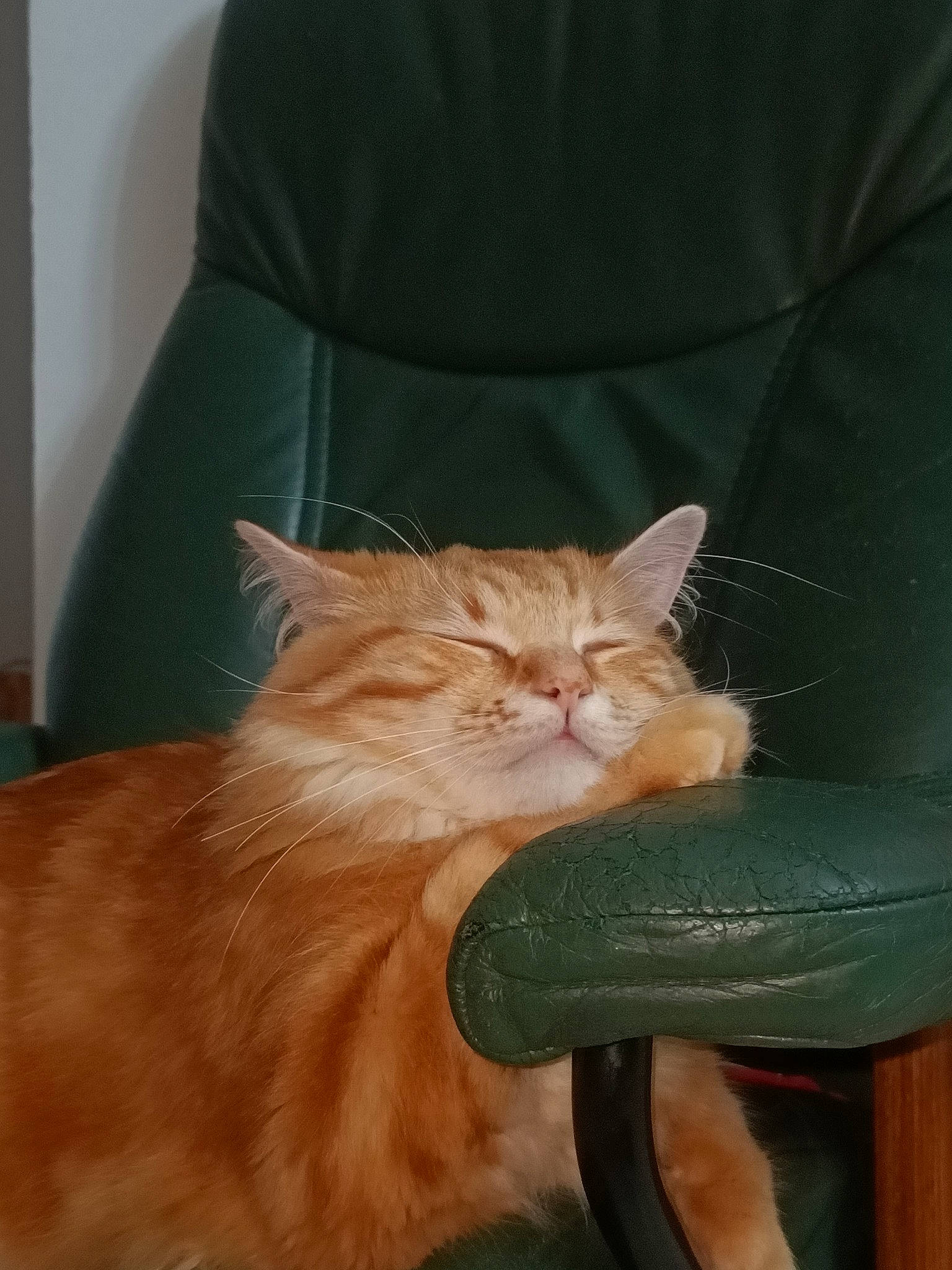 Paul a rejoint le concours — aidez-le/la à gagner de superbes lots ! asian, asian_semi_longhair, carnivore, cat, domestic_long_haired_cat, domestic_short_haired_cat, european_shorthair, fawn, felidae, fur, kitten, maine_coon, mammal, persian, small_to_medium_sized_cats, tabby_cat, tail, vertebrate, whiskers