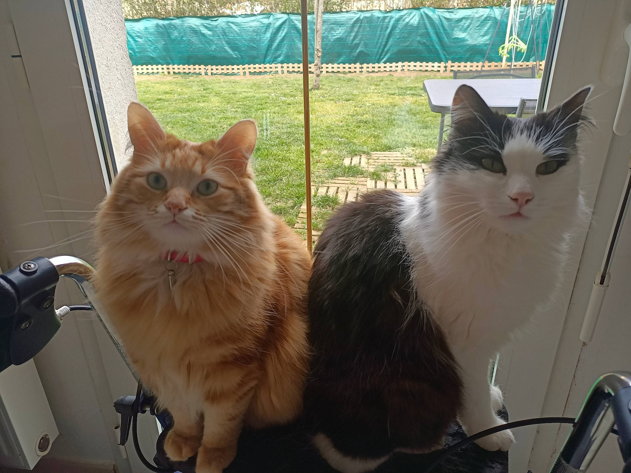 Paul participe au concours pour gagner de l'argent avec cette photo : animal_shelter, box, cardboard, carnivore, cat, cat_furniture, domestic_short_haired_cat, fawn, felidae, fur, paw, pet_supply, plant, small_to_medium_sized_cats, snout, tail, whiskers, window, wood