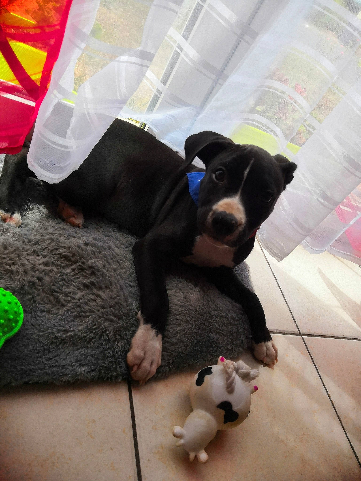 Layla a rejoint le concours — aidez-le/la à gagner de superbes lots ! american_pit_bull_terrier, american_staffordshire_terrier, boston_terrier, canidae, carnivore, companion_dog, dog, dog_breed, mammal, non_sporting_group, pit_bull, puppy, snout, tail