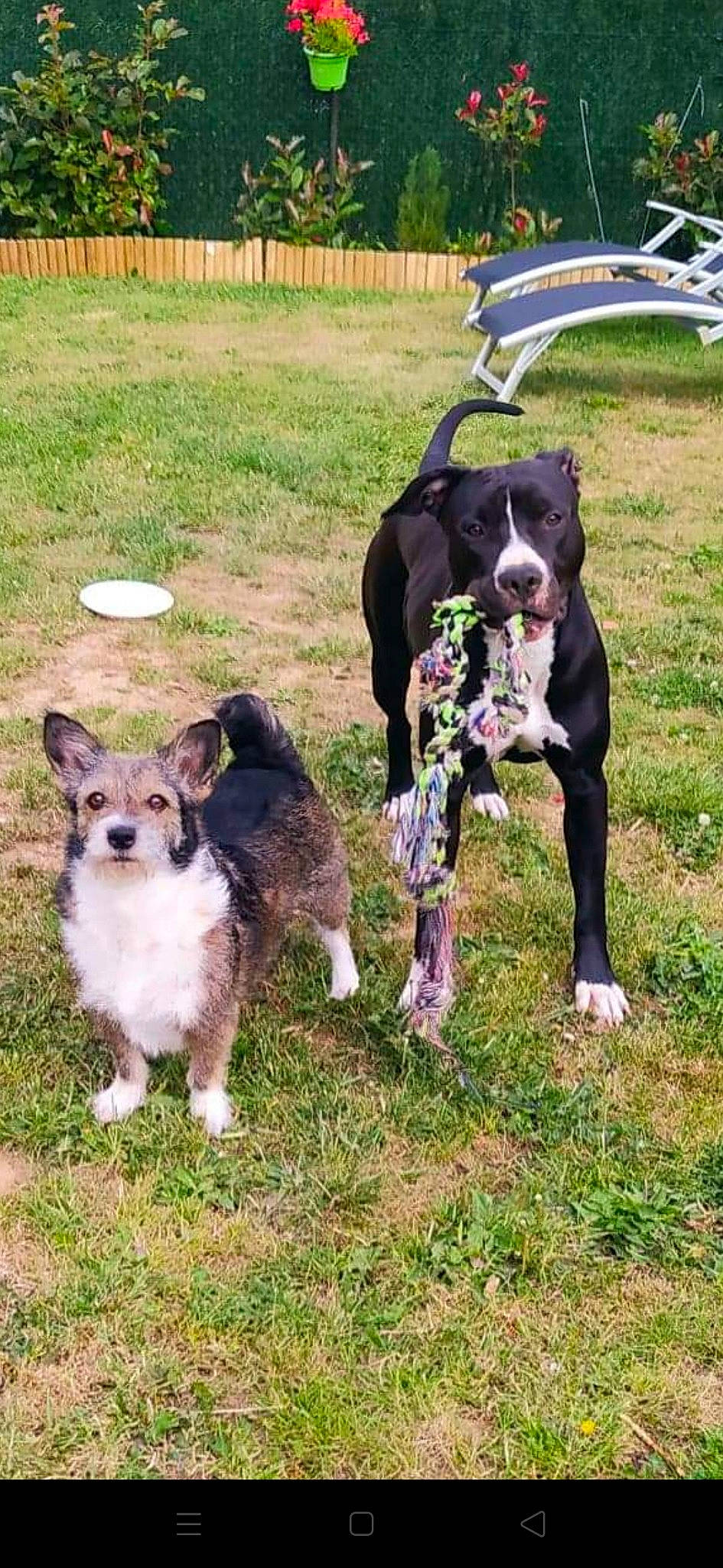 Layla participe au concours pour gagner de l'argent avec cette photo : australian_shepherd, border_collie, canidae, carnivore, dog, dog_breed, dog_walking, herding_dog, mammal, mcnab, rare_breed_dog, sporting_group, vertebrate, working_dog