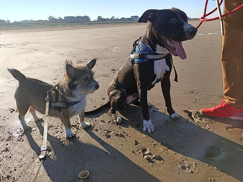 Layla a rejoint le concours — aidez-le/la à gagner de superbes lots ! beach, canidae, carnivore, dog, dog_breed, dog_walking, formosan_mountain_dog, hunting_dog, leash, sand, sporting_group, working_dog