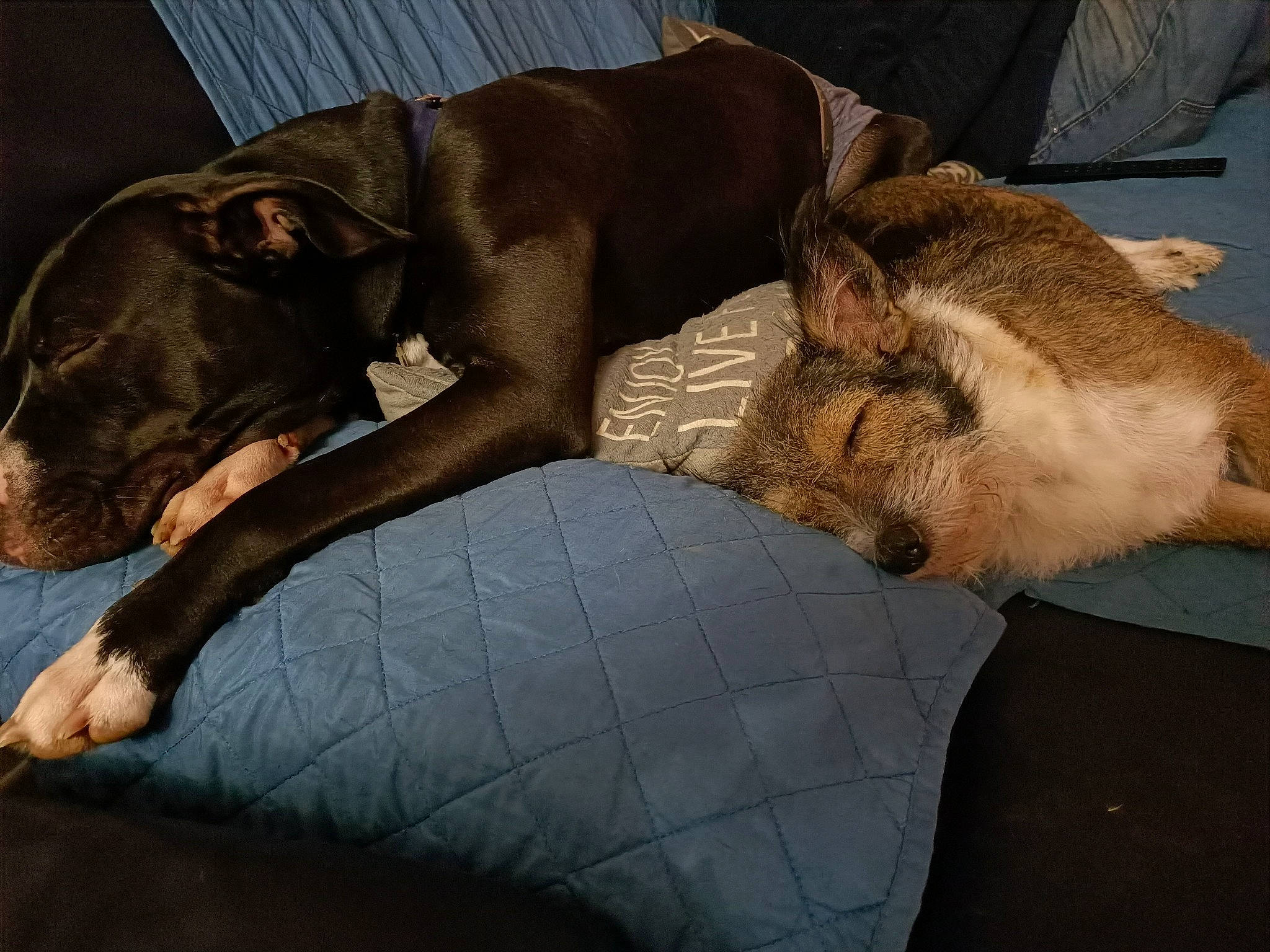 Maya participe au concours pour gagner de l'argent avec cette photo : american_pit_bull_terrier, canidae, carnivore, comfort, companion_dog, dog, dog_breed, ear, fawn, guard_dog, lurcher, nap, non_sporting_group, pit_bull, puppy, sleep, snout, sporting_group