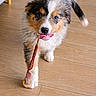 Moka participe au concours pour gagner de l'argent avec cette photo : puppy, dog, tricolor, walking, wooden_floor, indoor, cute, pet, fur, animal, playful, toy, pacifier, adorable, young, small, face, tail, paw, looking