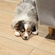 Moka participe au concours pour gagner de l'argent avec cette photo : puppy, dog, sleeping, floor, wooden_floor, indoor, furniture, chair_leg, cozy, cute, pet, animal, fur, small_dog, resting, brown, white, black, adorable, quiet