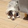 puppy, dog, sleeping, floor, wooden_floor, indoor, furniture, chair_leg, cozy, cute, pet, animal, fur, small_dog, resting, brown, white, black, adorable, quiet