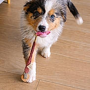 Moka joined the competition — help win amazing prizes! adorable, animal, canine, chew_toy, cute, dog, flooring, fur, fur_texture, indoor, pacifier, pet, pet_toy, playful, puppy, toy, tricolor, walking, wooden_floor, young_dog