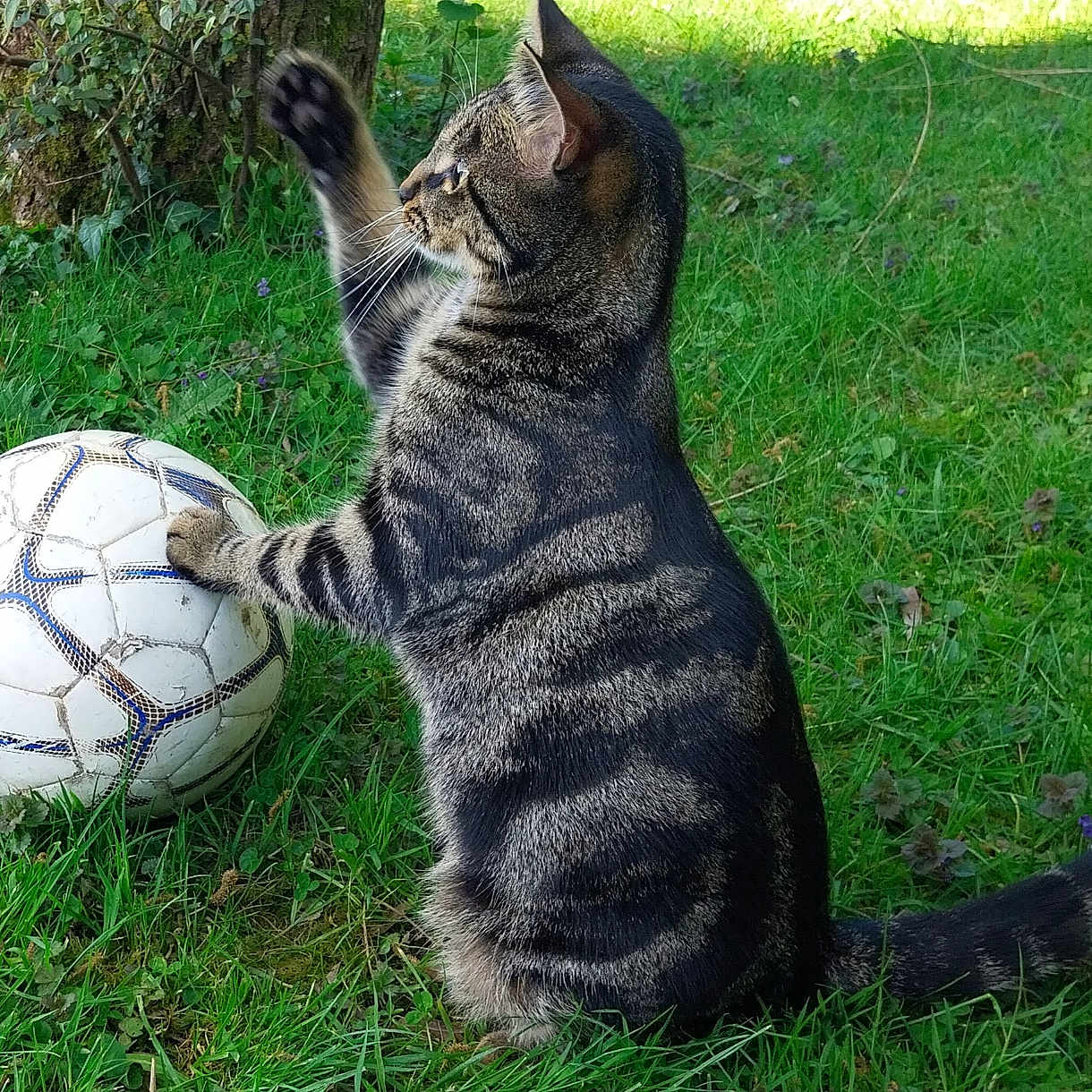 Oscar