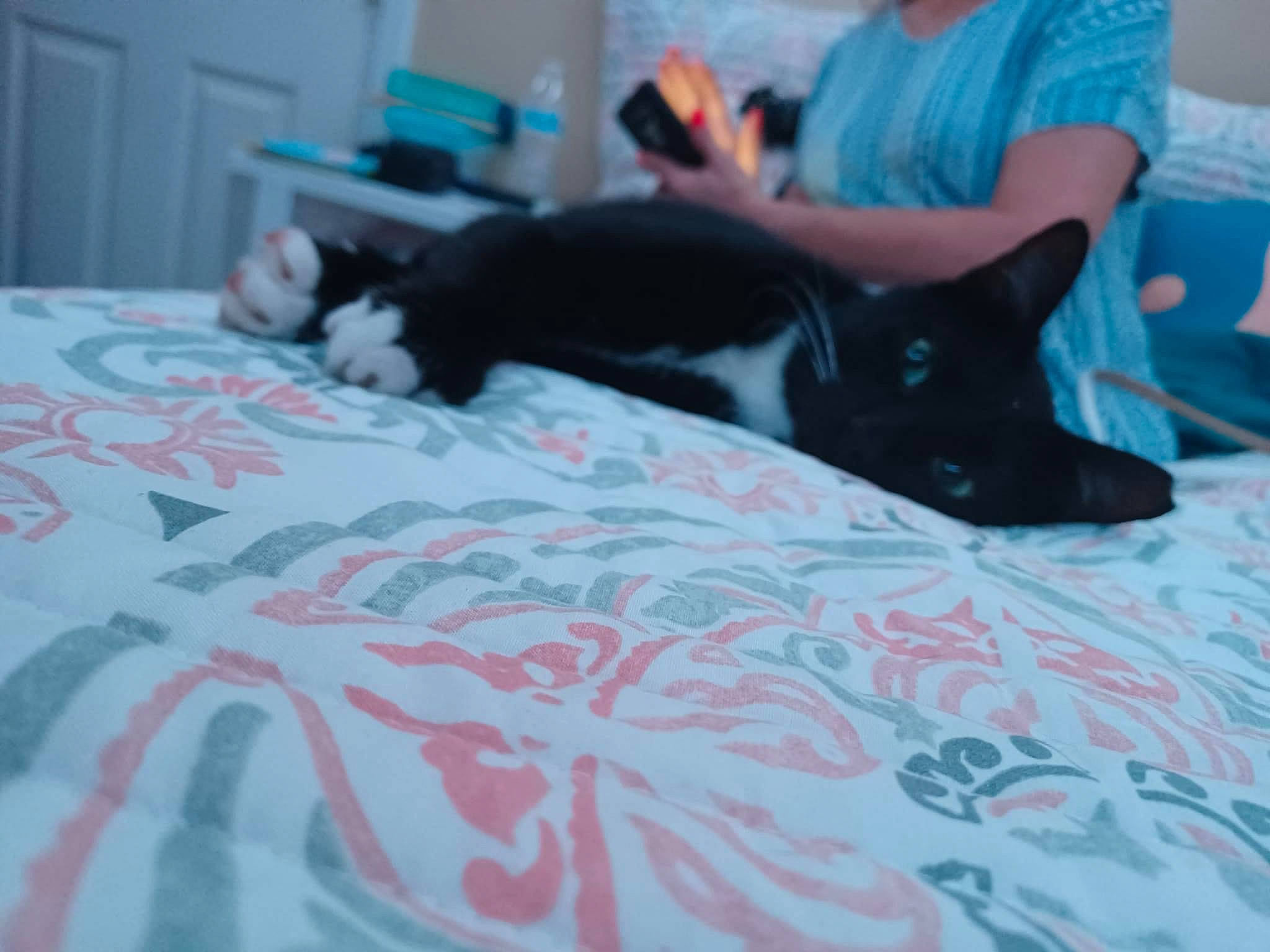 Sylvester joined the competition — help win amazing prizes! bed, bed_sheet, bedding, bedroom, black_cat, blanket, carnivore, cat, comfort, domestic_short_haired_cat, felidae, fur, grey, linens, magenta, nap, pattern, room, small_to_medium_sized_cats, whiskers