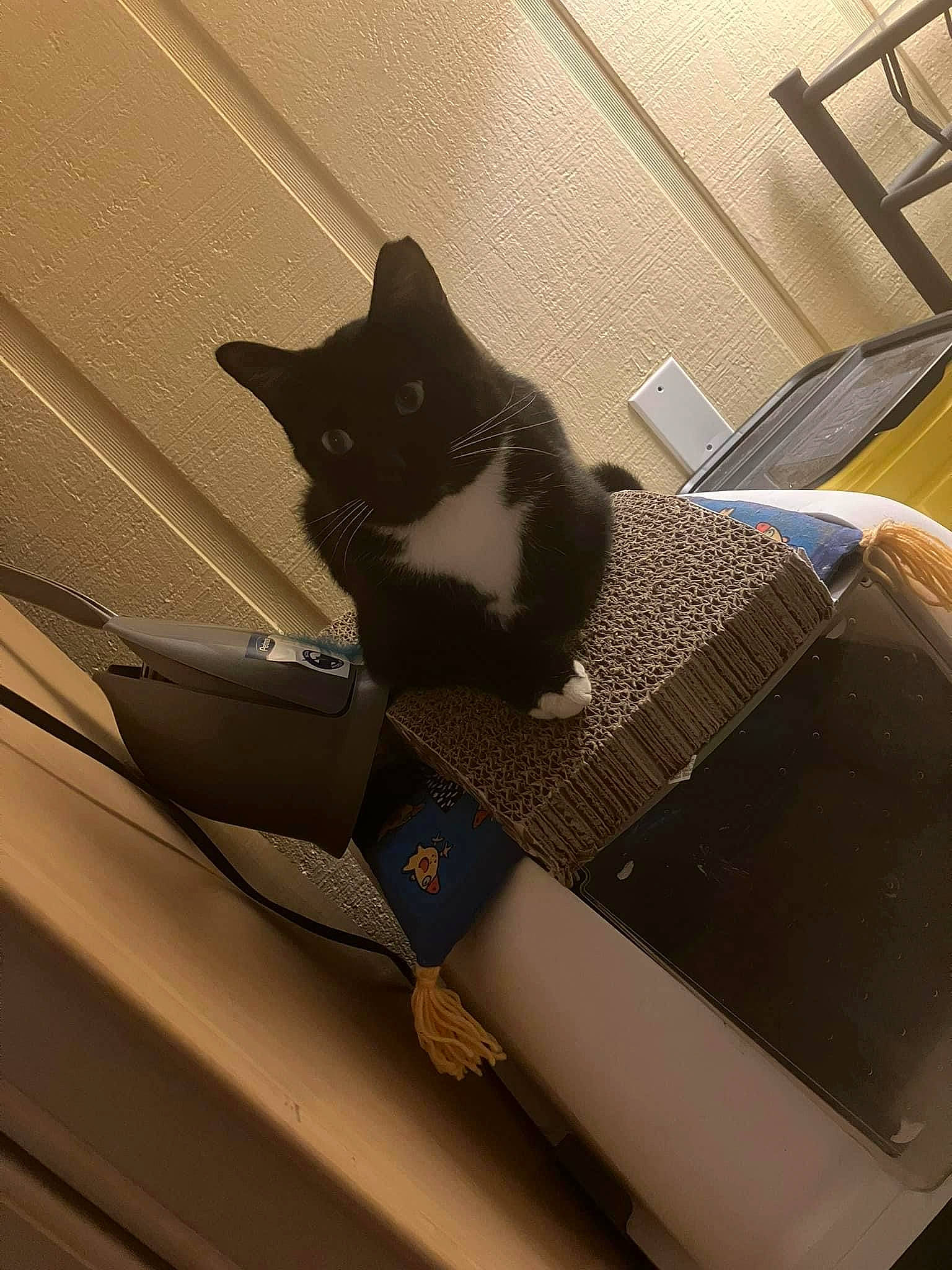 Sylvester joined the competition — help win amazing prizes! auto_part, automotive_design, automotive_exterior, box, carnivore, cat, chair, comfort, domestic_short_haired_cat, felidae, flooring, fur, rectangle, small_to_medium_sized_cats, tail, tints_and_shades, whiskers, window, windshield, wood