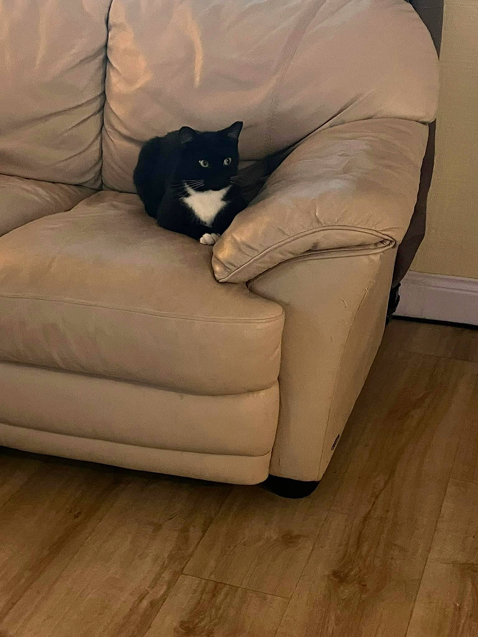 Sylvester joined the competition — help win amazing prizes! carnivore, cat, comfort, couch, felidae, flooring, fur, furniture, hardwood, human_leg, laminate_flooring, living_room, pillow, small_to_medium_sized_cats, studio_couch, tail, throw_pillow, whiskers, wood, wood_flooring