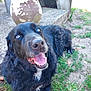 Joyce a rejoint le concours — aidez-le/la à gagner de superbes lots ! dog, black_dog, happy, tongue_out, grass, outdoor, pet, animal, fur, nature, canine, closeup, lying_down, smiling, eyes, nose, mouth, sunlight, daytime, rustic