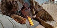 Joyce participe au concours pour gagner de l'argent avec cette photo : dog, brown, chewing, couch, indoor, pet, fur, relaxed, living_room, toy, canine, animal, paw, snout, laying_down, comfort, home, furniture, long_tail, muzzle