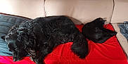 Joyce participe au concours pour gagner de l'argent avec cette photo : animal, black_cat, black_dog, cat, companion, couch, cozy, dog, fur, furniture, home, indoor, nap, pet, quiet, red_blanket, relaxation, resting, sleeping, wooden_floor