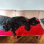 Joyce participe au concours pour gagner de l'argent avec cette photo : dog, cat, couch, red_blanket, sleeping, pet, indoor, wooden_floor, animal, resting, black_dog, black_cat, furniture, relaxation, companion, home, nap, fur, cozy, quiet