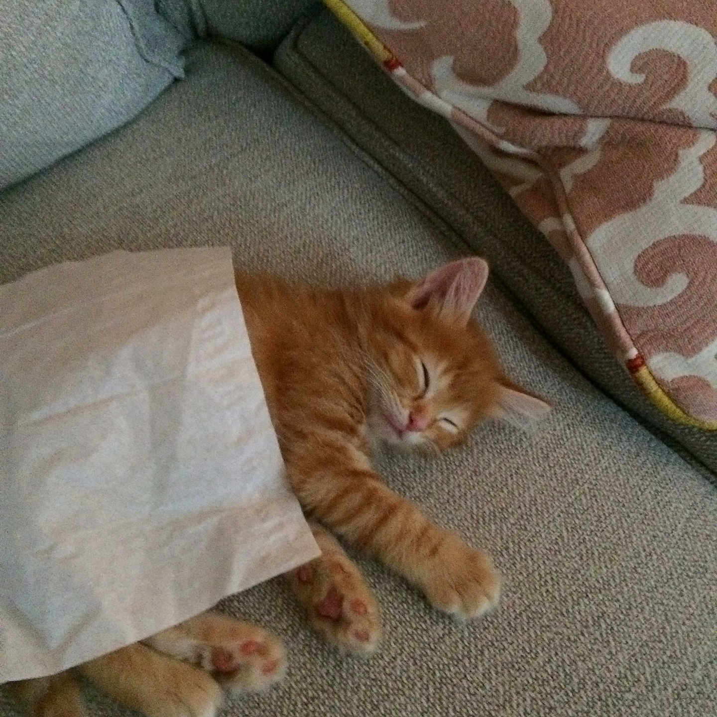 Joob is registered to the contest to win money with this photo: animal, cat, couch, cozy, cute, fabric, fur, home, indoor, kitten, nap, orange_cat, paw, pet, pillow, relaxation, rest, sleeping, small, soft