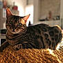 cat, bengal_cat, pet, indoor, knit_blanket, yellow_blanket, feline, animal, domestic_cat, striped, spotted, relaxed, lying_down, green_eyes, whiskers, close_up, cozy, soft_light, blurred_background, warm_light