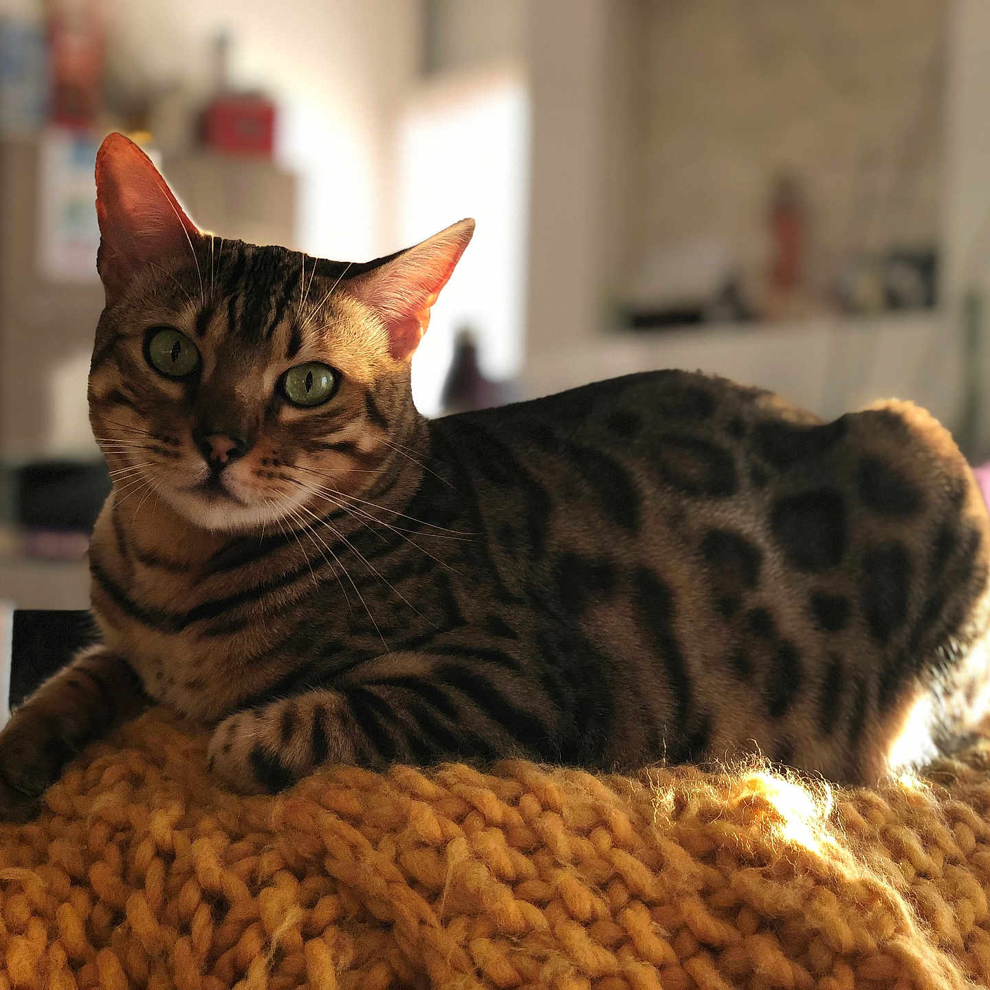 Pacha participe au concours pour gagner de l'argent avec cette photo : animal, bengal_cat, blurred_background, cat, close_up, cozy, domestic_cat, feline, green_eyes, indoor, knit_blanket, lying_down, pet, relaxed, soft_light, spotted, striped, warm_light, whiskers, yellow_blanket