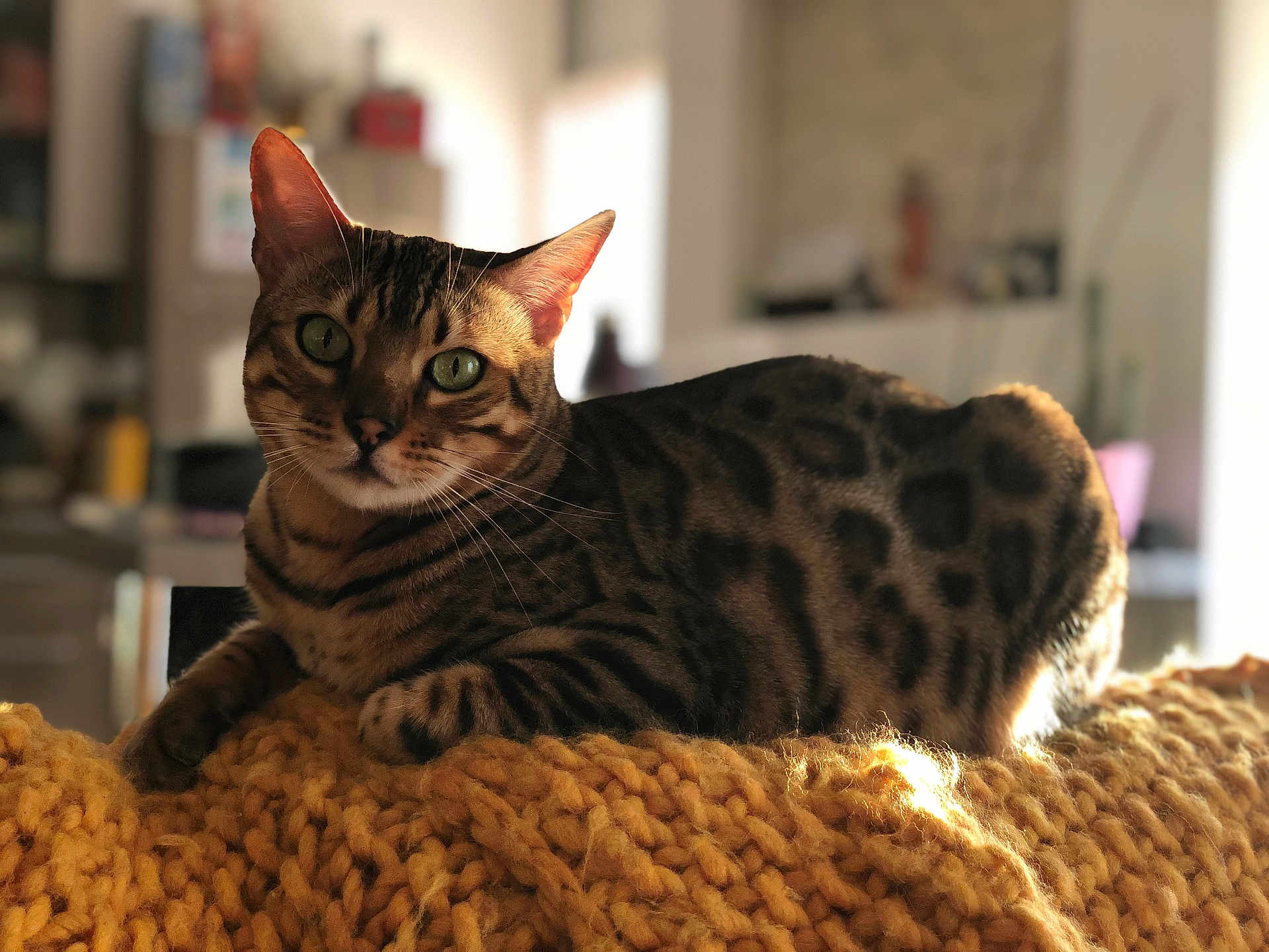 Pacha participe au concours pour gagner de l'argent avec cette photo : cat, bengal_cat, pet, indoor, knit_blanket, yellow_blanket, feline, animal, domestic_cat, striped, spotted, relaxed, lying_down, green_eyes, whiskers, close_up, cozy, soft_light, blurred_background, warm_light