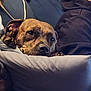 Mac joined the competition — help win amazing prizes! blanket, brown_dog, canine, closeup, comfort, cushion, dog, domestic, ears, face, furniture, home, indoor, paw, pet, relaxed, resting, sleepy, snug, sofa