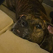 Mac is registered to the contest to win money with this photo: animal, brindle, brown, canine, carpet, closeup, companion, cozy, cushion, dog, domestic, ears, furniture, home, indoor, looking_up, pet, portrait, resting, snout