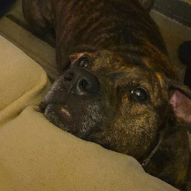 Mac is registered to the contest to win money with this photo: animal, brindle, brown, canine, carpet, closeup, companion, cozy, cushion, dog, domestic, ears, furniture, home, indoor, looking_up, pet, portrait, resting, snout