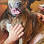 Mac is registered to the contest to win money with this photo: basket, brindle, canine, carpet, comfort, companionship, couch, dog, domestic_animal, furniture, hand, happy, human, indoor, lap, person, pet, relaxed, smiling, tongue_out