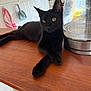 black_cat, cat, animal, pet, kitchen, countertop, electric_kettle, wooden_surface, domestic, relaxed, indoor, feline, cleaning_tools, towel, tile_wall, household, fur, whiskers, yellow_eyes, curious