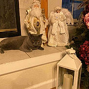 Chewie is registered to the contest to win money with this photo: angel_figurine, cat, cozy, decorative, festive, figurine, flower_arrangement, gray_cat, greenery, holiday, holiday_decor, indoor, lantern, pet, pink_flowers, red_flowers, relaxed_cat, santa_figurine, tile_floor, window
