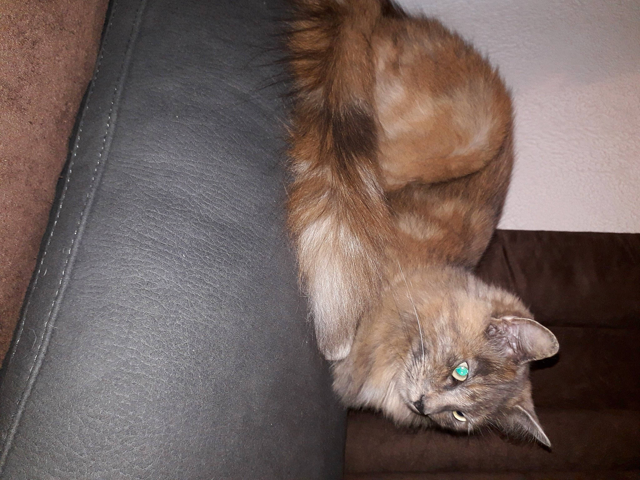 Pearly participe au concours pour gagner de l'argent avec cette photo : brown, carnivore, cat, claw, comfort, domestic_short_haired_cat, ear, fawn, felidae, flooring, foot, fur, grey, hardwood, human_leg, paw, small_to_medium_sized_cats, tail, whiskers, wood