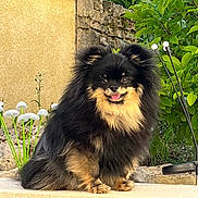Vaya a rejoint le concours — aidez-le/la à gagner de superbes lots ! dog, small_dog, fluffy, black_and_tan, long_hair, tongue_out, sitting, portrait, garden, outdoor, plants, greenery, flowers, mushrooms, stone, wall, patio, pet, cute, happy
