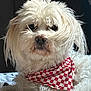 dog, white_fur, bandana, checkered, pet, fluffy, portrait, indoor, animal, cute, relaxed, fur, snout, ears, paw, companion, canine, closeup, adorable, domestic