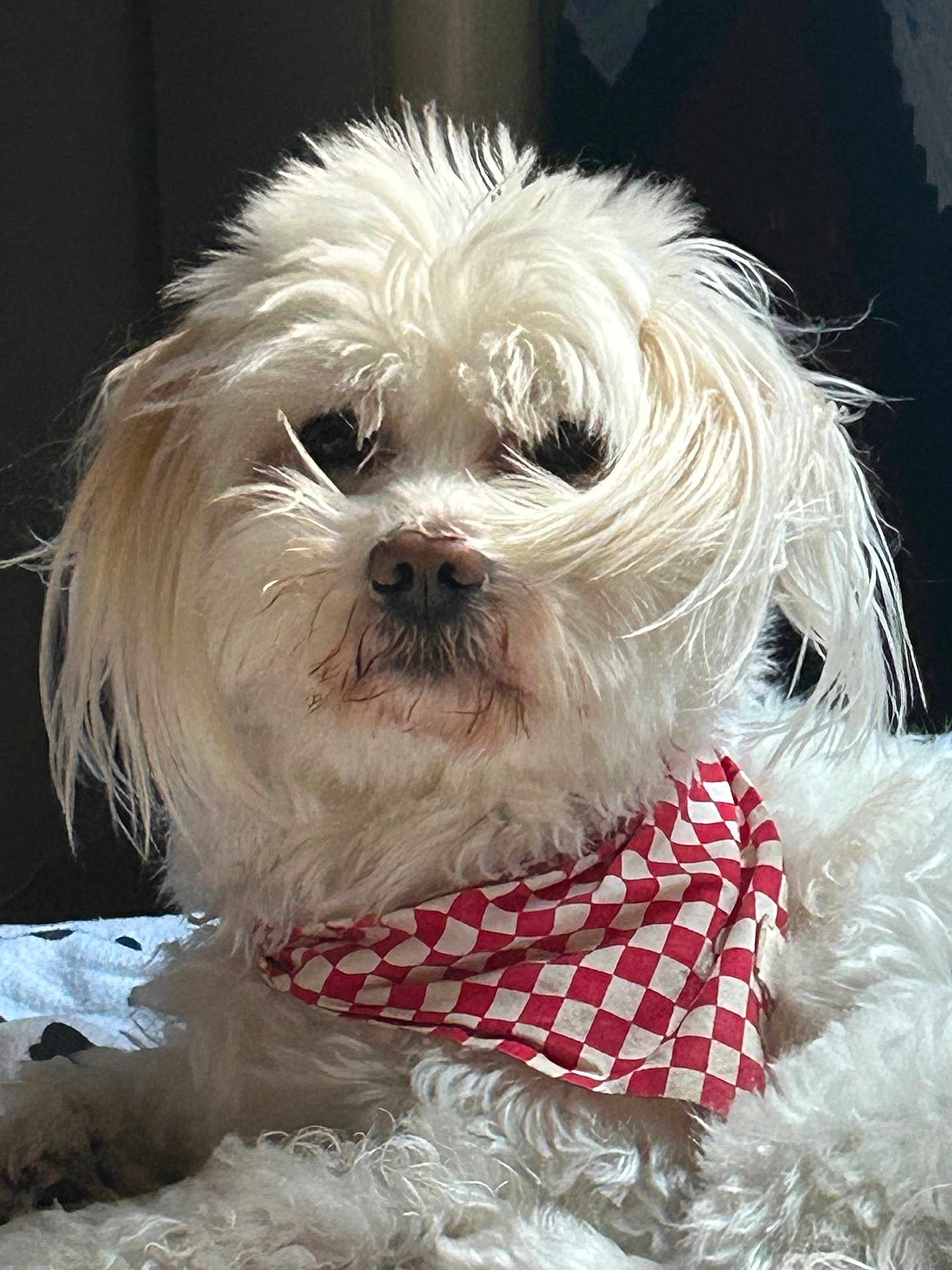 Milo a rejoint le concours — aidez-le/la à gagner de superbes lots ! dog, white_fur, bandana, checkered, pet, fluffy, portrait, indoor, animal, cute, relaxed, fur, snout, ears, paw, companion, canine, closeup, adorable, domestic