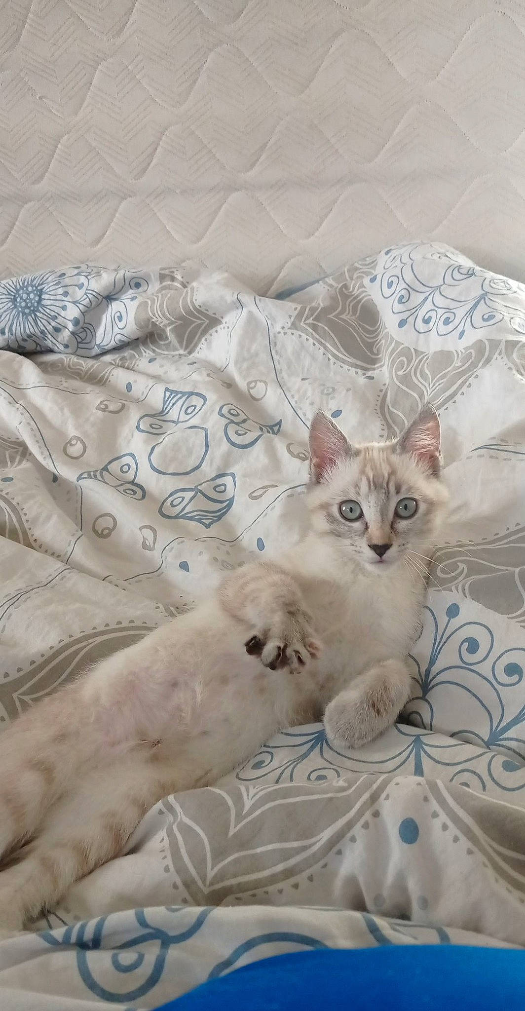 Socquette a rejoint le concours — aidez-le/la à gagner de superbes lots ! carnivore, cat, comfort, domestic_short_haired_cat, fawn, felidae, fur, grey, linens, pattern, paw, small_to_medium_sized_cats, tail, whiskers