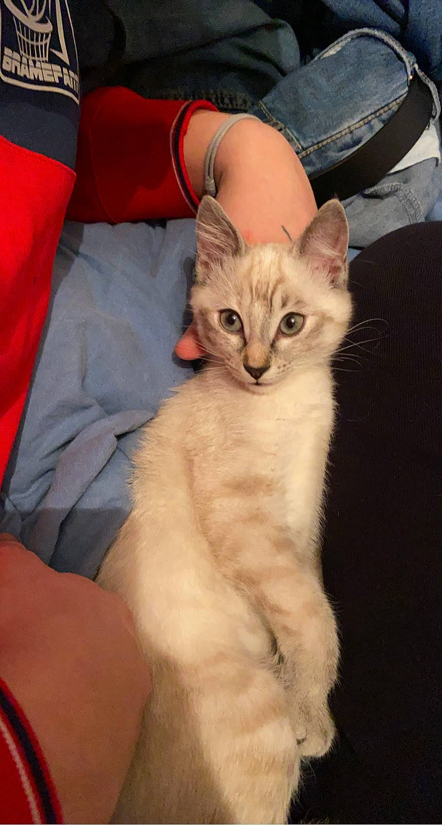 Socquette a rejoint le concours — aidez-le/la à gagner de superbes lots ! carnivore, cat, claw, comfort, domestic_short_haired_cat, ear, fawn, felidae, foot, fur, gesture, human_leg, lap, nail, paw, sitting, small_to_medium_sized_cats, snout, tail, whiskers