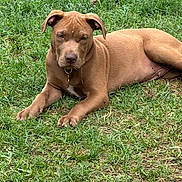 Tank is registered to the contest to win money with this photo: dog, brown_dog, grass, outdoor, pet, canine, animal, laying_down, relaxed, nature, ears, collar, fur, muzzle, paws, quiet, calm, daytime, ground, resting