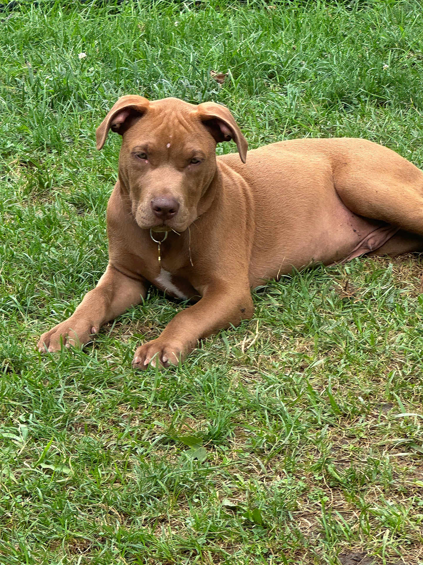 Tank is registered to the contest to win money with this photo: dog, brown_dog, grass, outdoor, pet, canine, animal, laying_down, relaxed, nature, ears, collar, fur, muzzle, paws, quiet, calm, daytime, ground, resting