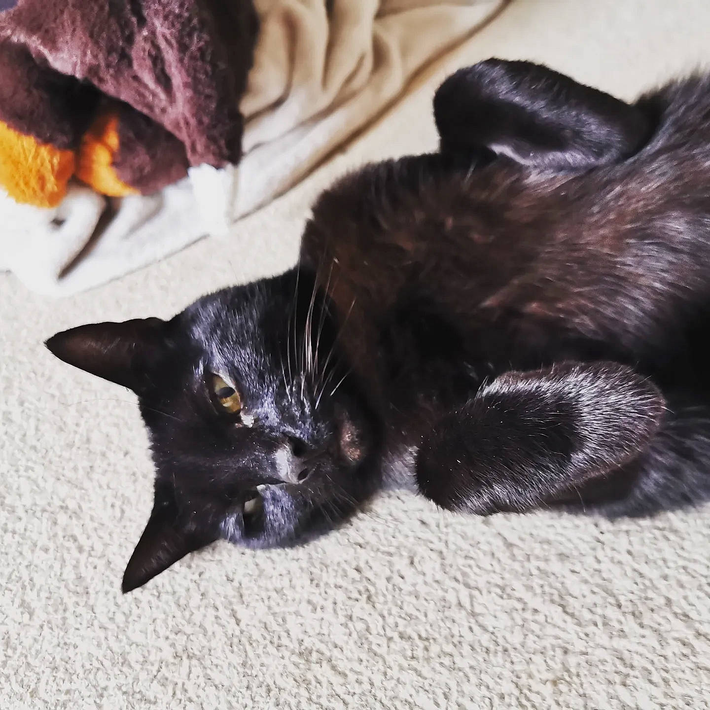 Coco is registered to the contest to win money with this photo: black_cat, bombay, canidae, carnivore, cat, claw, comfort, dog_breed, domestic_short_haired_cat, felidae, fur, mammal, paw, plant, small_to_medium_sized_cats, tail, terrestrial_animal, vertebrate, whiskers